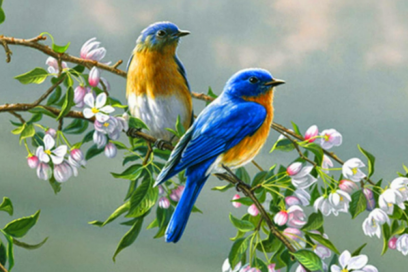 AMD, EIB, STB, DXG, MWG, PVI, C32, GEG, DC4, GIL, CNG, HCD: Thông tin giao dịch lượng lớn cổ phiếu