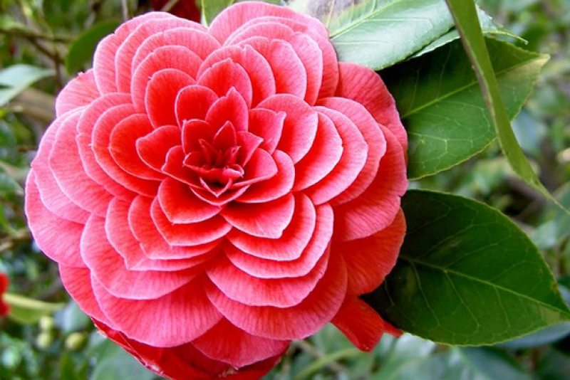 HAG, DRL, MBB, TBD, NED, SDG, GDT, NDF, VNF, HTC, HIG, TDG, SP2, EBS: Thông tin giao dịch lượng lớn cổ phiếu