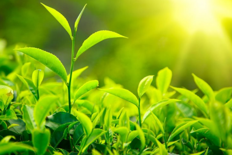 CLL, RCL, VSH, SCS, GSM, QNS, EFI, DHT, PPC, BTP, CNG, HAH, DVP, SFI, PET: Thông tin giao dịch lượng lớn cổ phiếu