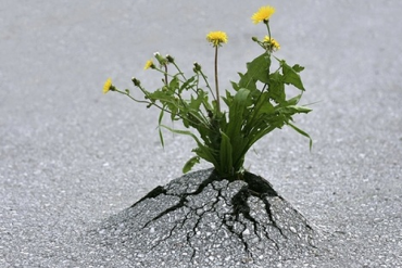 SBT, HAX, HBC, NBB, CTF, SHA, ELC, SVC, SCD, HCD, CIG, DC4, HTC, SVH: Thông tin giao dịch lượng lớn cổ phiếu