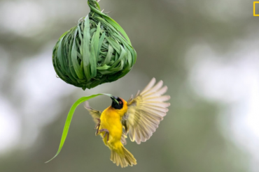 HBC, CTF, NKG, VCG, PVT, CII, JVC, CMG, FTM, FCN, DHT, SPP, VC7, V12, SMB: Thông tin giao dịch lượng lớn cổ phiếu