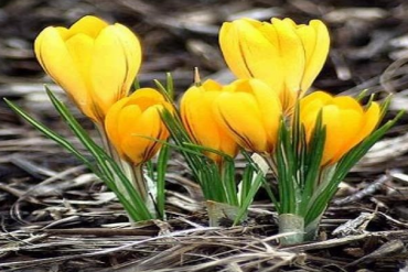 QNS, ST8, TEG, GMC, CTP: Thông tin giao dịch lượng lớn cổ phiếu