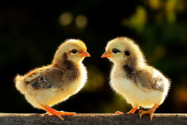 PAN, PDR, TMS, ELC, PVI, FTM, VGT, APC, SSC, VFG, TBD, APG, SC5, EBS, RCC, CT6, CT3, THW: Thông tin giao dịch lượng lớn cổ phiếu