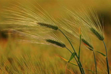 LPB, HNF, TDM, TBD, VIX, BBS, CLX, MAC, SMT, LM8, MCC, VTA, NQT, RCC: Thông tin giao dịch lượng lớn cổ phiếu