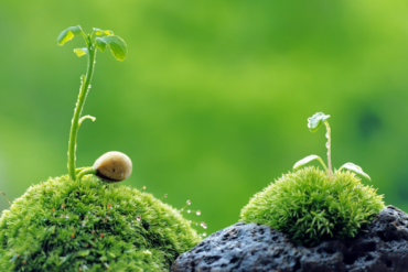 FLC, KHB, CEO, FCN, PAN, BCG, MAS, HAH, ND2, TTH, SEB: Thông tin giao dịch lượng lớn cổ phiếu