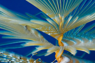 FPT, CII, NED, IDI, KBC, TRA, SGT, SCI, PIS: Thông tin giao dịch lượng lớn cổ phiếu