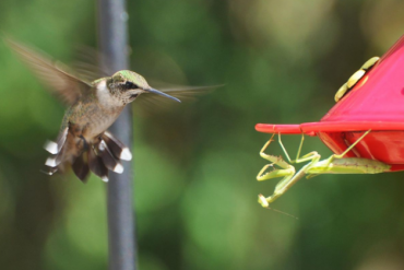 NLG, WCS, CTC, DHA, HDG, DST, TMT IDI, KPF, PCT, KVC, SGT, TCO, HSI, TIX: Thông tin giao dịch lượng lớn cổ phiếu