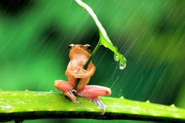 MWG, PVS, NTP, NHF, C21, KSQ, TTC, VC3, HMS: Thông tin giao dịch lượng lớn cổ phiếu