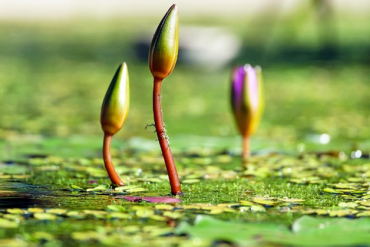 CII, VPB, NBB, NLG, ATA, FTM, HHA, PVR, GTA SLC: Thông tin giao dịch lượng lớn cổ phiếu