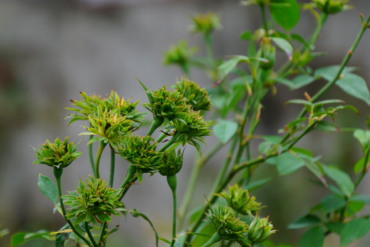 FLC, AAA, PGC, HAI, LSS, TNI, MEF, VNT, TLT, CIG, HVA, TAG, PCG, SAS, VFR, MIC, ATB: Thông tin giao dịch lượng lớn cổ phiếu