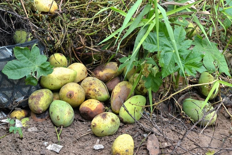 越南九龙江平原地区芒果收获后损失高达27％