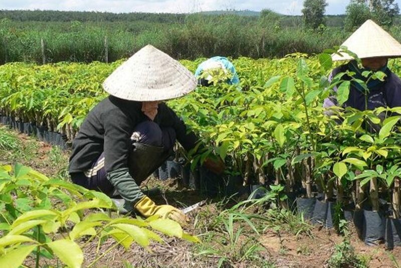 越南提高林业经济效益