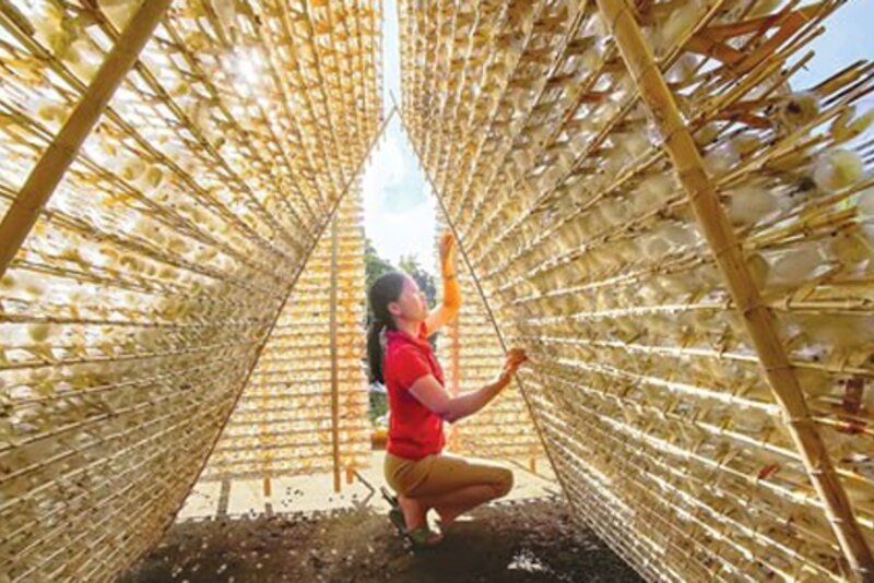 寻找措施推动林同省宝禄桑蚕丝绸产业可持续发展