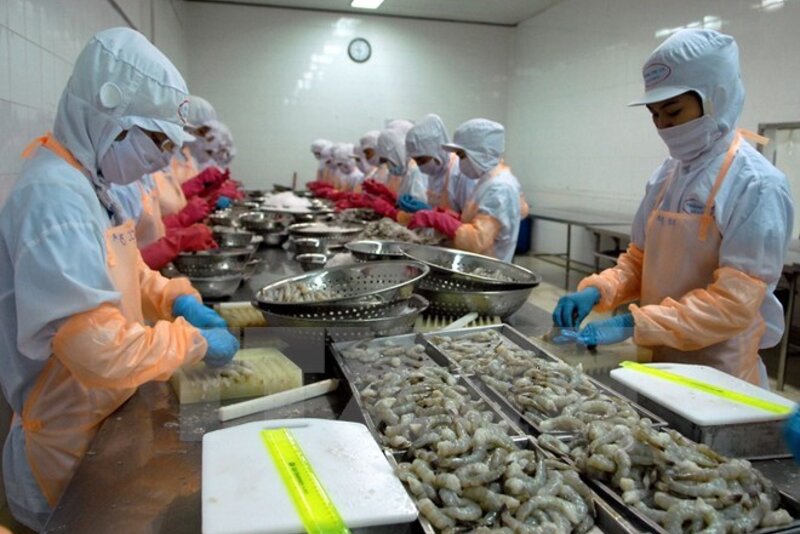 金瓯省扩大虾类出口市场