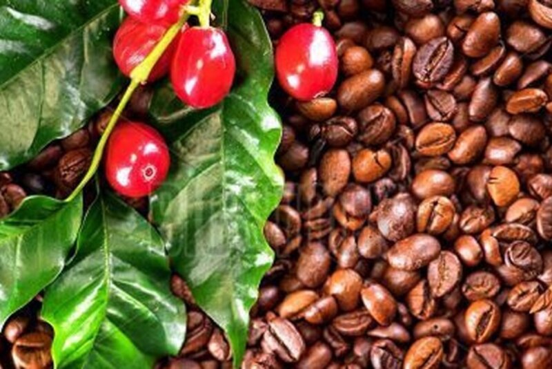 越南林同省扩大合作模式 推动咖啡可持续生产