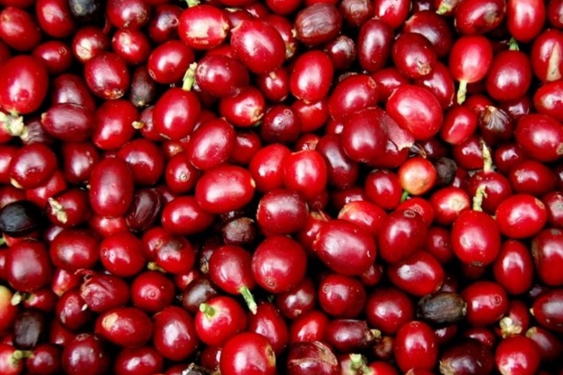 农产板块：越南咖啡价格空前下跌