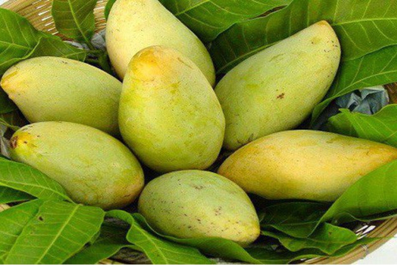 越南芒果将出口到美国市场