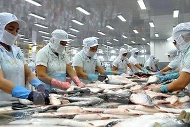 欧盟仍是越南查鱼主要出口市场