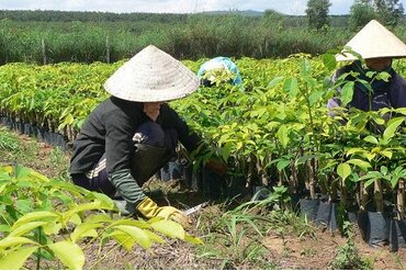 越南提高林业经济效益