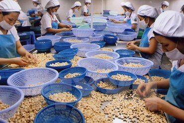越南腰果仁出口位居世界第一