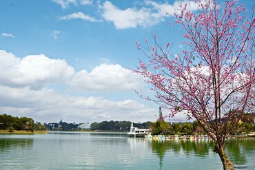 大叻市梅樱桃花卉节正式开幕