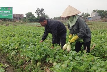 韩国企业对越南河南省农产品生产和加工领域进行考察