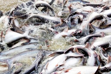 前江省力争2018年海水产品产量增长接近19%