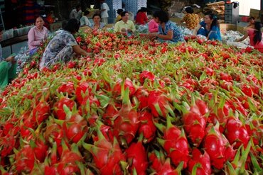 越南企业积极打造水果“产加销一条龙”格局