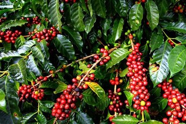 越南西原地区经济社会保持增长势头