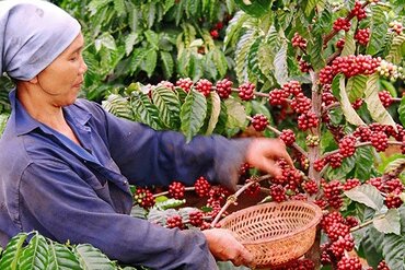 越南批准“越南高品质咖啡”国家品牌发展框架提案