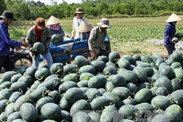 越中企业签订2018年西瓜收购合同