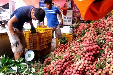 2017年北江省荔枝销售额达约5.3万亿越盾 创60年来新高