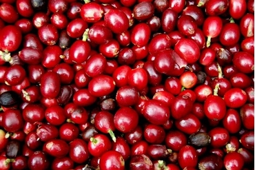 农产板块：越南咖啡价格空前下跌