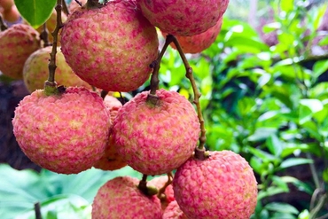 越南已向逾30个国家出口8.7万吨荔枝