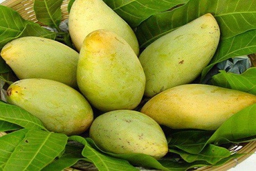 越南芒果将出口到美国市场