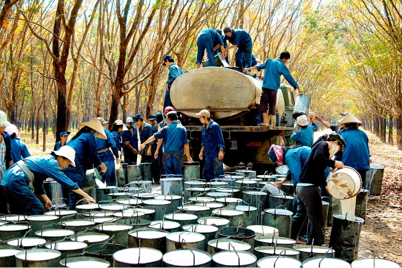 越南天然橡胶出口跃居世界第三