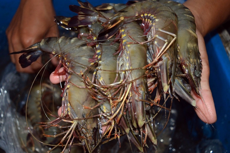 越南虾类对日本出口迎来绝佳机会！