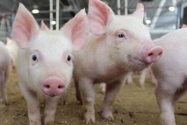 越南仔猪、鸭蛋出口额超过5亿美元