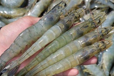 越南对美国的虾出口预计2019年最后一个季度增长 约5%