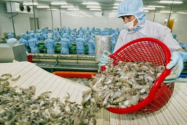 越南今年虾类出口总额有望超过38.5亿美元