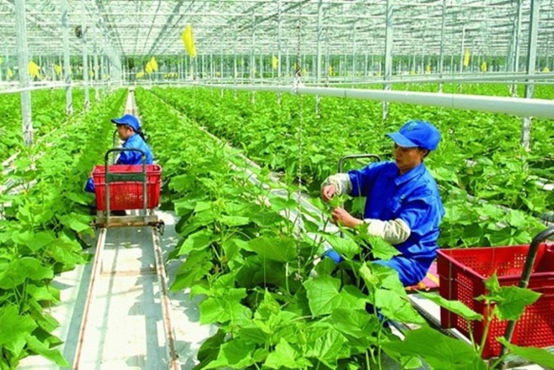 河内市力争实现达2030年高科技农产品达70%以上的目标