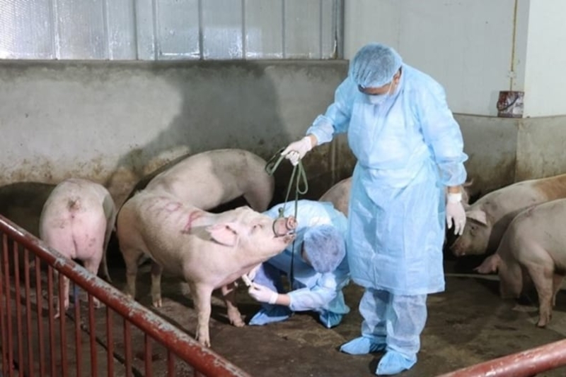 非洲猪瘟卷土重来，越南清化省销毁了 755 头生猪