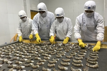 越南对俄罗斯的虾类出口大幅增长51%