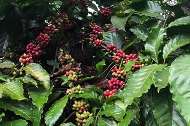 越南咖啡对西班牙出口潜力巨大