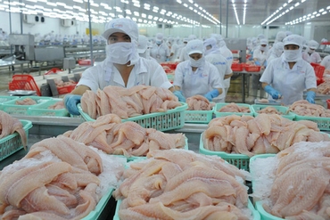 美国和中国在越南查鱼出口市场占有领先地位