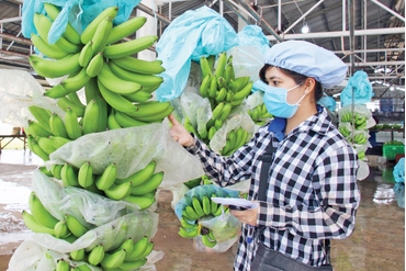 越南香蕉以高昂的价格出口到欧盟