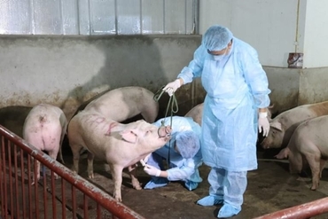 非洲猪瘟卷土重来，越南清化省销毁了 755 头生猪