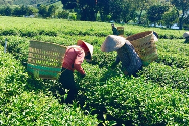美国从越南的茶叶进口额增长15%
