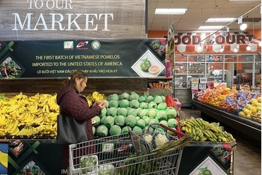 槟椥省首批两吨绿皮柚已出口到美国