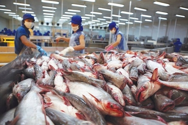 中国对越南巴沙鱼的进口额占越南巴沙鱼总出口额的34.4％